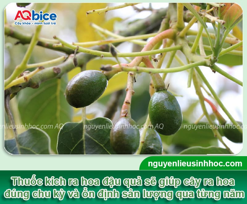 Thuốc kích ra hoa đậu quả giúp ra bông đồng loạt, trái đẹp 