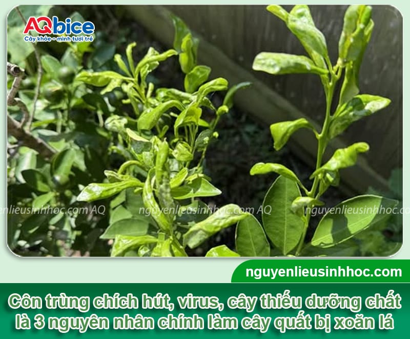 Trị quất bị xoăn lá dứt điểm, giúp đọt ra xanh mướt 1 Trị quất bị xoăn lá dứt điểm, giúp đọt ra xanh mướt