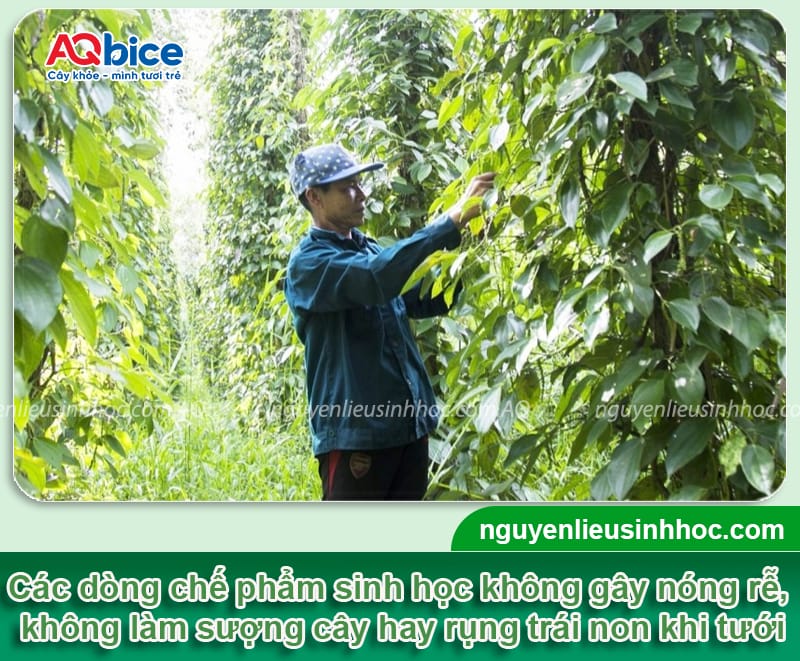 Thuốc đặc trị bệnh thối rễ dứt điểm, cây xanh tốt, đất tơi xốp