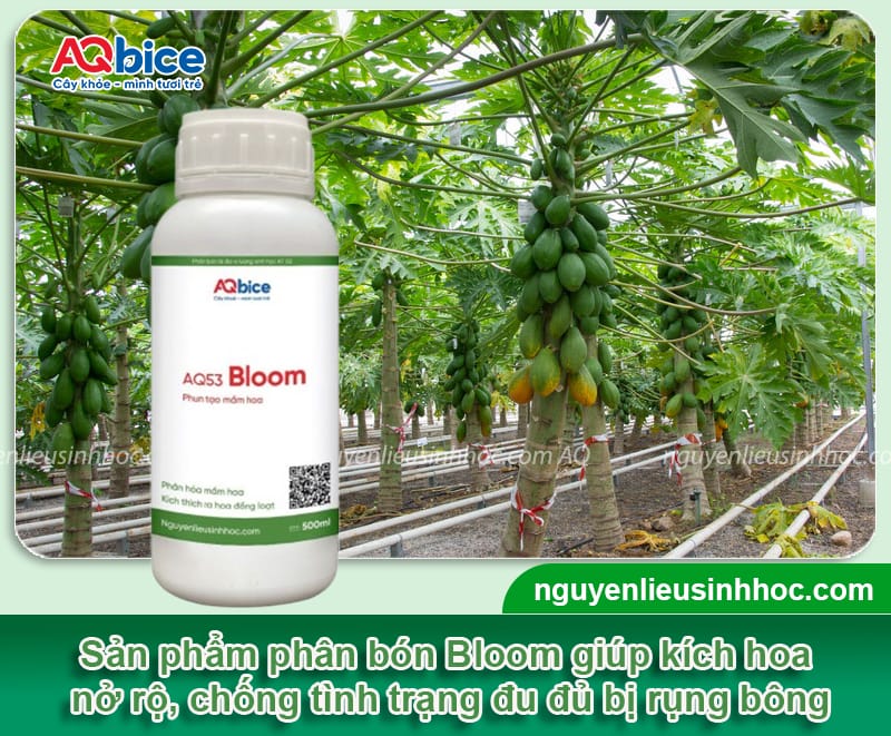 Xử lý đu đủ bị rụng bông dứt điểm, giúp trái đậu dày đặc