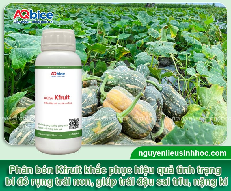 Bí đỏ bị rụng trái non do đâu và Cách khắc phục hiệu quả