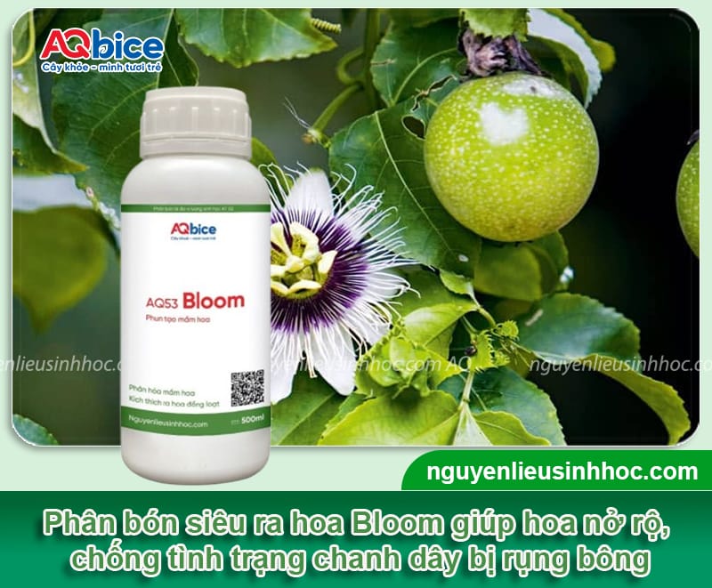 Xử lý chanh dây bị rụng bông dứt điểm, giúp đậu trái sai trĩu 4 Xử lý chanh dây bị rụng bông dứt điểm, giúp đậu trái sai trĩu