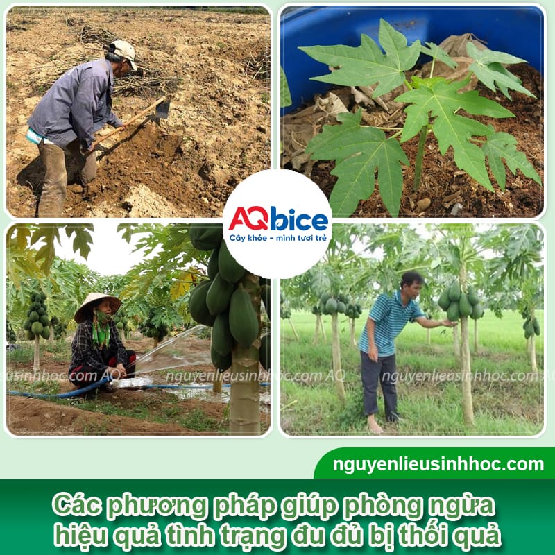 Xử lý đu đủ bị thối quả, giúp trái ra to tròn, bóng đẹp