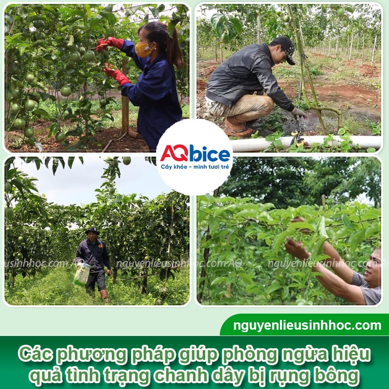 Xử lý chanh dây bị rụng bông dứt điểm, giúp đậu trái sai trĩu 3 Xử lý chanh dây bị rụng bông dứt điểm, giúp đậu trái sai trĩu