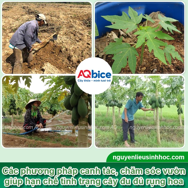 Xử lý đu đủ bị rụng bông dứt điểm, giúp trái đậu dày đặc