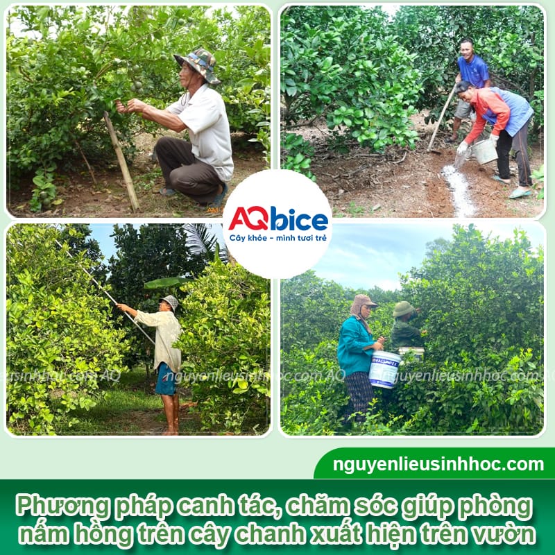 Xử lý nấm hồng trên cây chanh giúp cây khỏe, ra trĩu quả 3 Xử lý nấm hồng trên cây chanh giúp cây khỏe, ra trĩu quả