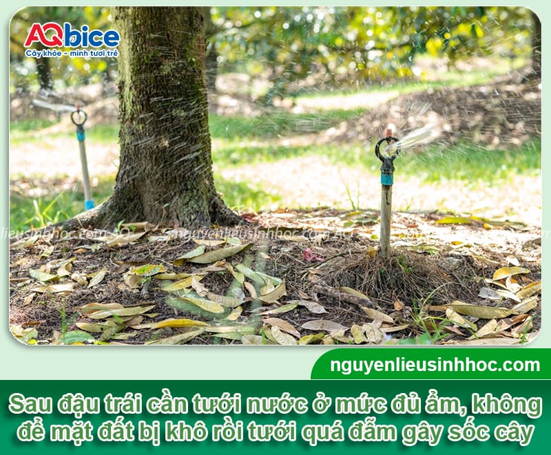 Nguyên nhân rụng que diêm sầu riêng và Cách phòng trừ 3 Nguyên nhân rụng que diêm sầu riêng và cách phòng trừ