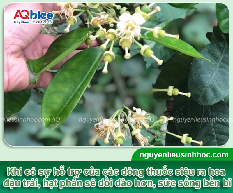Thuốc kích ra hoa đậu quả giúp ra bông đồng loạt, trái đẹp 