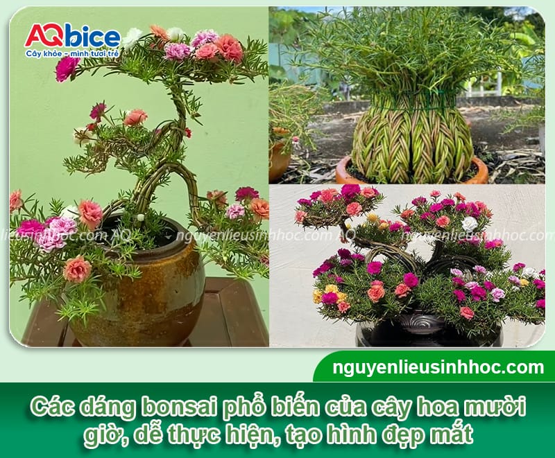 Hướng dẫn trồng hoa mười giờ bonsai đa dạng kiểu, dáng đẹp
