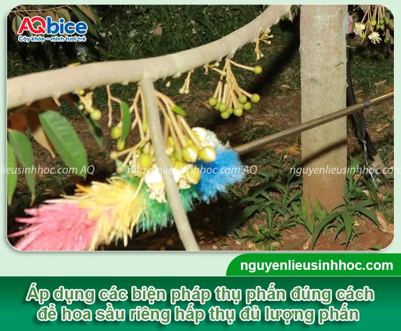 Nguyên nhân rụng que diêm sầu riêng và Cách phòng trừ 6 Nguyên nhân rụng que diêm sầu riêng và cách phòng trừ