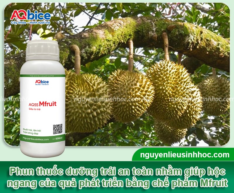 Kỹ thuật nở hộc ngang sầu riêng, tạo tướng trái