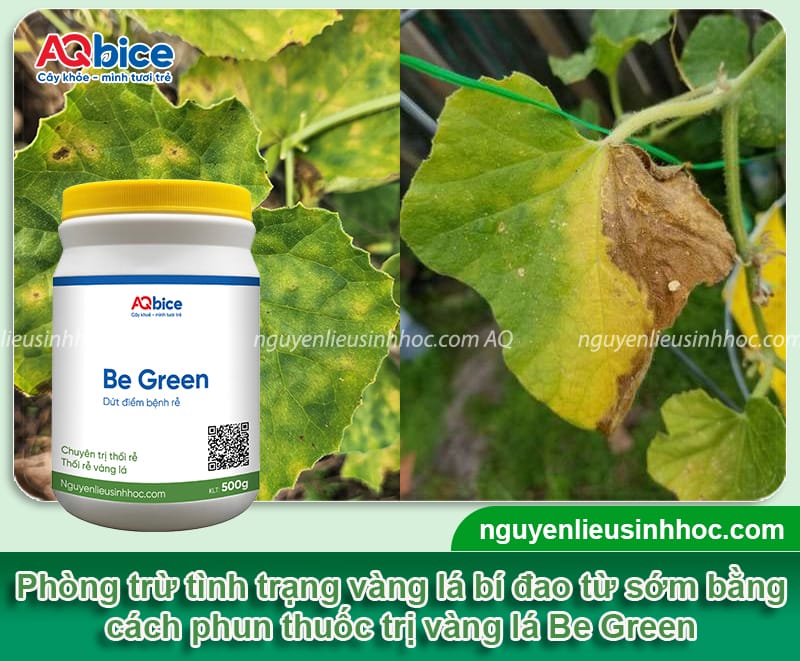 Cây bí đao bị vàng lá nguyên nhân do đâu và Cách phòng trừ 4 Cây bí đao bị vàng lá nguyên nhân do đâu và cách phòng trừ