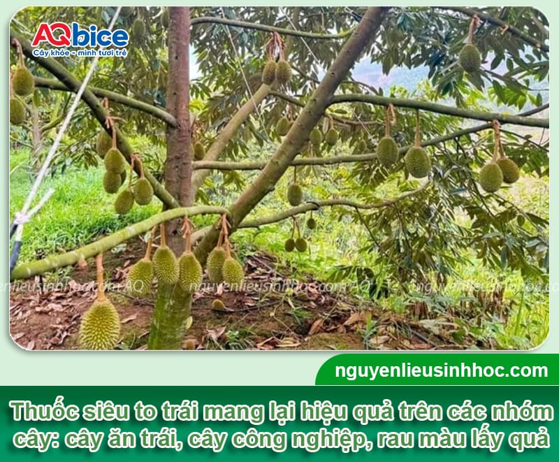 Sử dụng thuốc siêu to trái giúp trái ra nặng ký, bóng đẹp