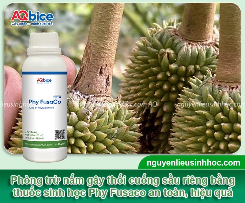 Sầu riêng bị thối cuống: Nguyên nhân chính và cách phòng trừ 5 Sầu riêng bị thối cuống: Nguyên nhân chính và cách phòng trừ