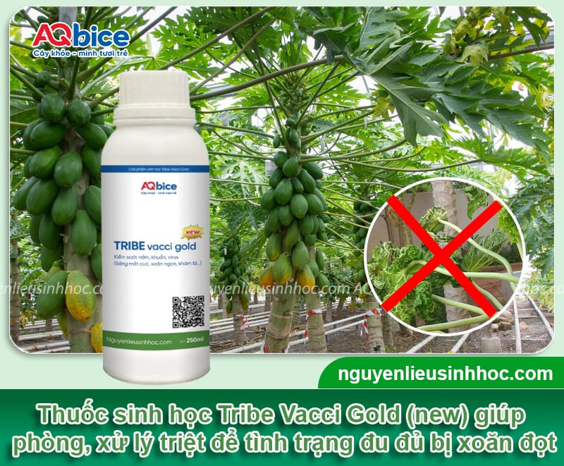 Khắc phục đu đủ bị xoăn đọt giúp lá xanh mướt, trái sai trĩu 4 Khắc phục đu đủ bị xoăn đọt giúp lá xanh mướt, trái sai trĩu
