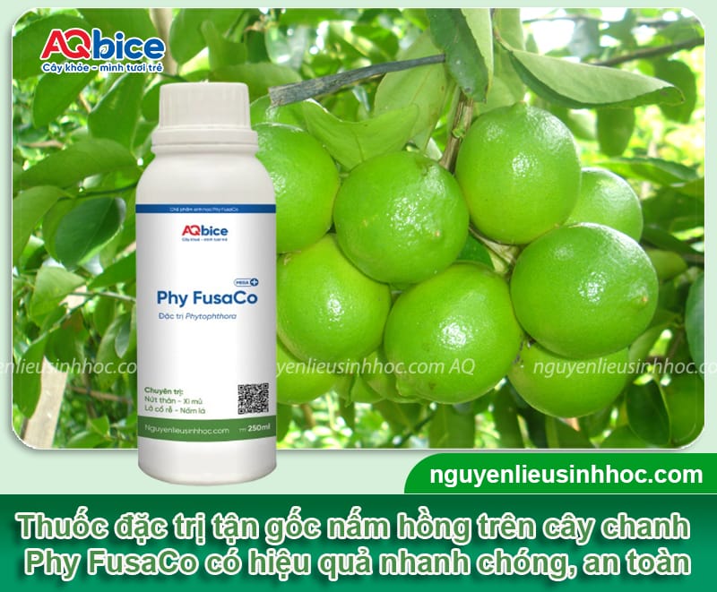 Xử lý nấm hồng trên cây chanh giúp cây khỏe, ra trĩu quả 4 Xử lý nấm hồng trên cây chanh giúp cây khỏe, ra trĩu quả