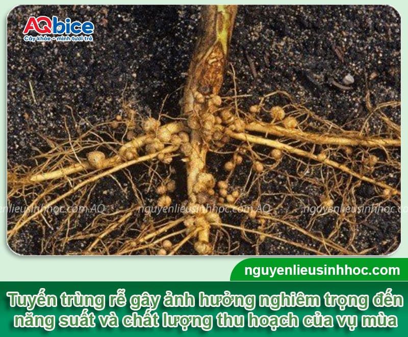Padave Cha V1 + Bio Soil: Bộ đôi đặc trị tuyến trùng rễ, cải tạo đất vườn 4 Cách trị tuyến trùng rễ dứt điểm, phục hồi đất vườn tơi xốp