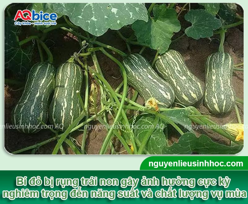 Bí đỏ bị rụng trái non do đâu và Cách khắc phục hiệu quả