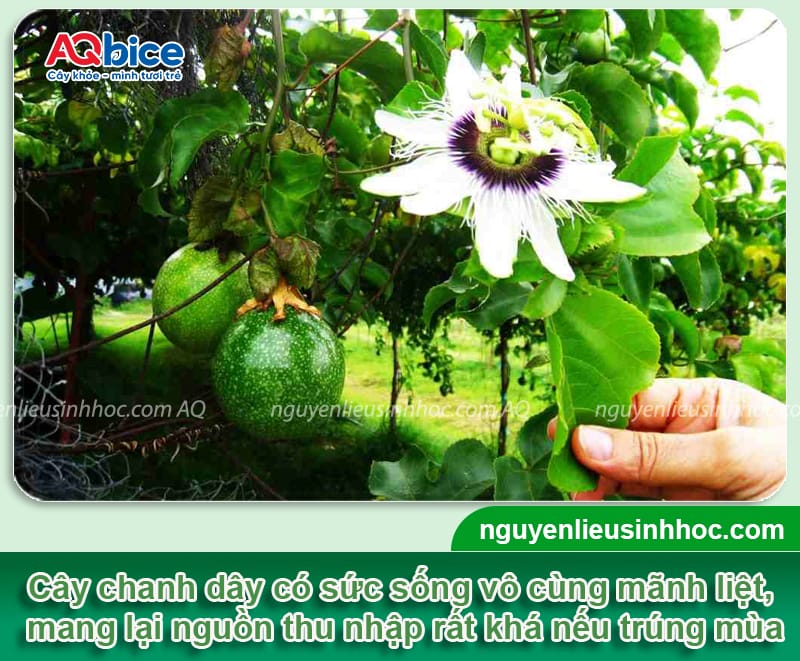 Xử lý chanh dây bị rụng bông dứt điểm, giúp đậu trái sai trĩu 1 Xử lý chanh dây bị rụng bông dứt điểm, giúp đậu trái sai trĩu