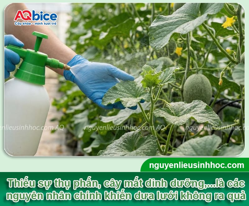 Khắc phục dưa lưới ra hoa không đậu quả, giúp trái ra nhiều