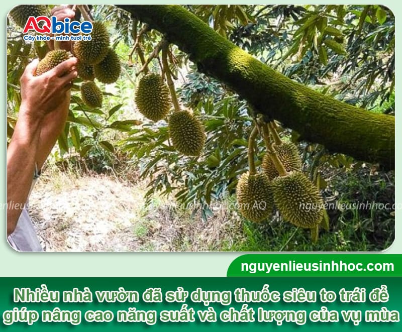 Sử dụng thuốc siêu to trái giúp trái ra nặng ký, bóng đẹp