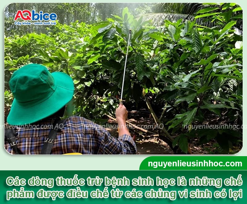 Thuốc trừ nấm bệnh sinh học giúp cây sạch bệnh, phục hồi tốt