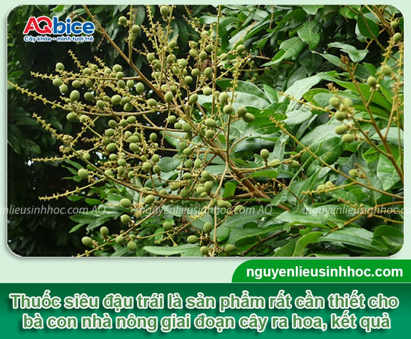Phy FusaCo + Kfruit: Combo siêu đậu trái, chống rụng trái non 5 Dùng thuốc siêu đậu trái đúng cách giúp chống rụng trái non