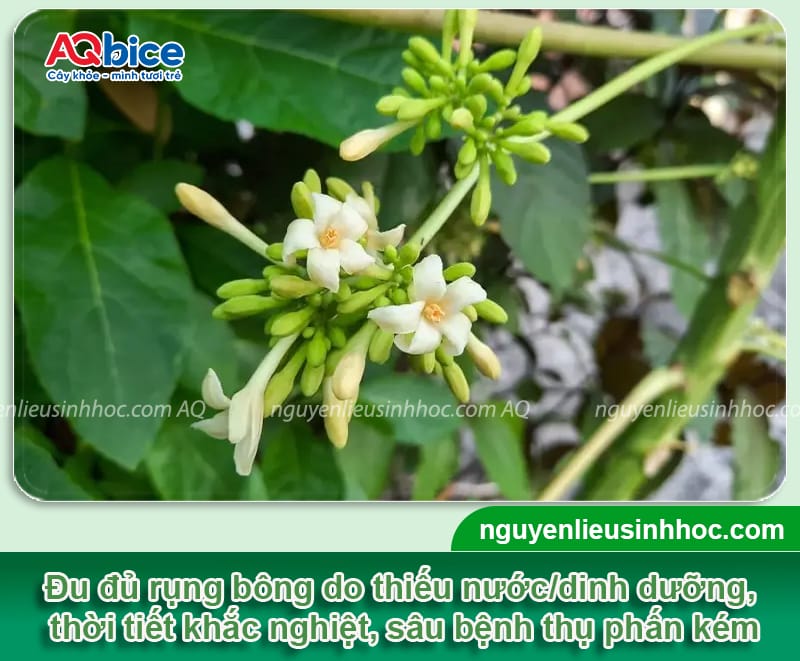Xử lý đu đủ bị rụng bông dứt điểm, giúp trái đậu dày đặc