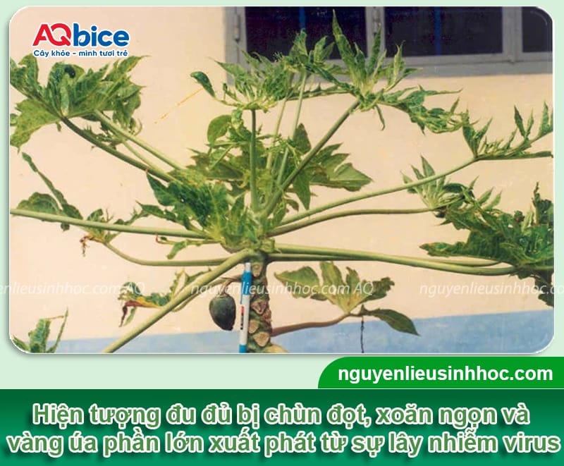 Khắc phục đu đủ bị xoăn đọt giúp lá xanh mướt, trái sai trĩu 1 Khắc phục đu đủ bị xoăn đọt giúp lá xanh mướt, trái sai trĩu