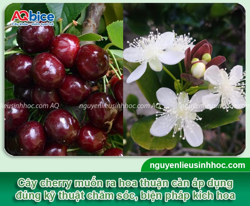 Cách cho cây cherry ra hoa hàng loạt, đậu trái thành công 1 Cách cho cây cherry ra hoa hàng loạt, đậu trái thành công