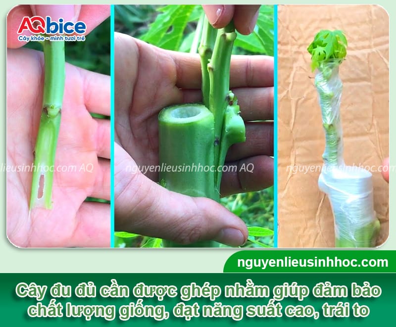 Hướng dẫn cách ghép cây đu đủ đạt tỷ lệ thành công cao 1 Hướng dẫn cách ghép cây đu đủ đạt tỷ lệ thành công cao