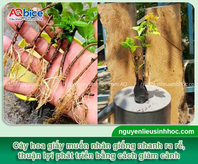 Cách giâm cành hoa giấy nhanh ra rễ chỉ sau vài tuần giâm
