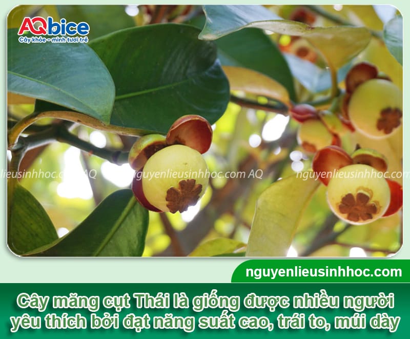 Hướng dẫn cách trồng cây măng cụt Thái nhanh bén rễ 1 Hướng dẫn cách trồng cây măng cụt Thái nhanh bén rễ