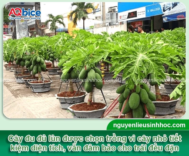 Hướng dẫn cách trồng đu đủ lùn lớn nhanh, ra sai trái