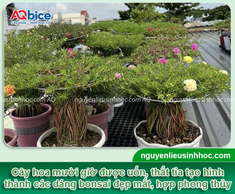 Hướng dẫn trồng hoa mười giờ bonsai đa dạng kiểu, dáng đẹp