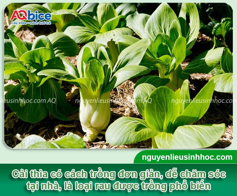 Cách trồng rau cải thìa đúng chuẩn, rau xanh, ít sâu bệnh