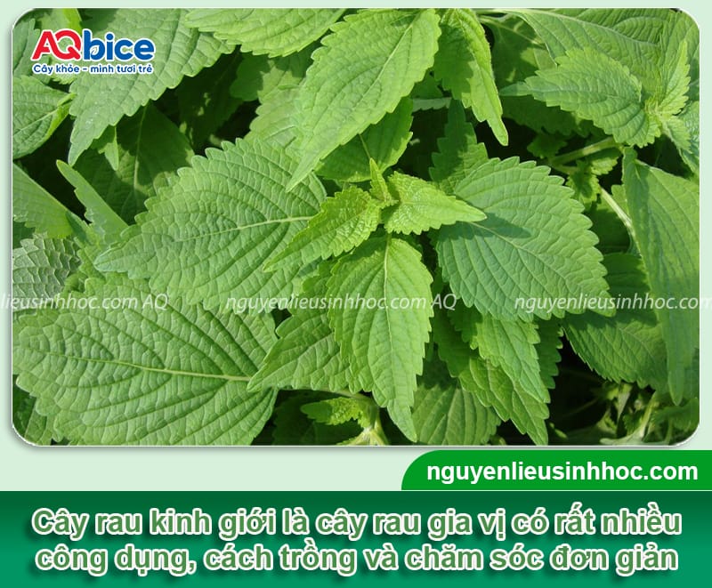 Cách trồng rau kinh giới đơn giản tại nhà, mau thu hoạch