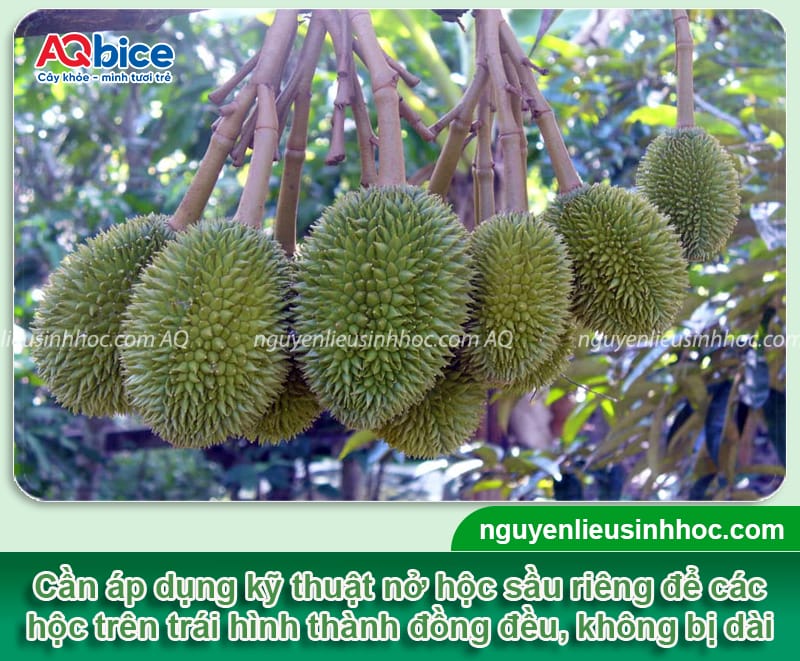 Kỹ thuật nở hộc ngang sầu riêng, tạo tướng trái