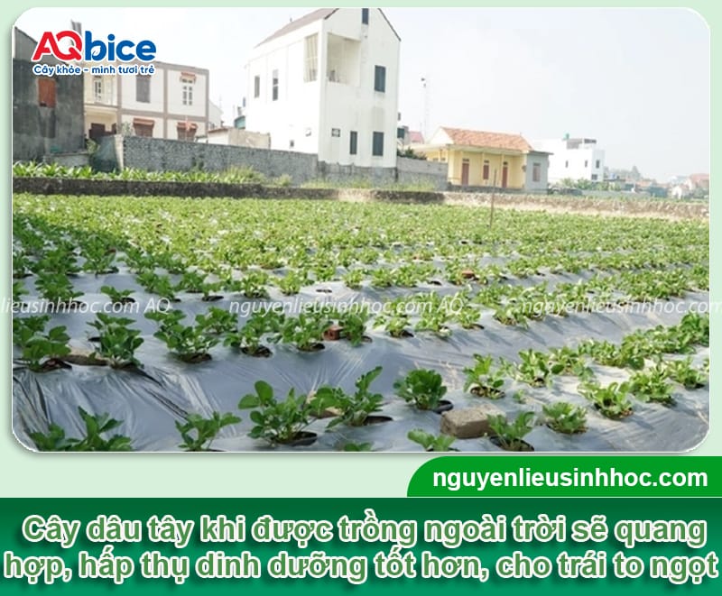 Kỹ thuật trồng dâu tây ngoài trời năng suất cao, trái ngọt 1 Kỹ thuật trồng dâu tây ngoài trời năng suất cao, trái ngọt