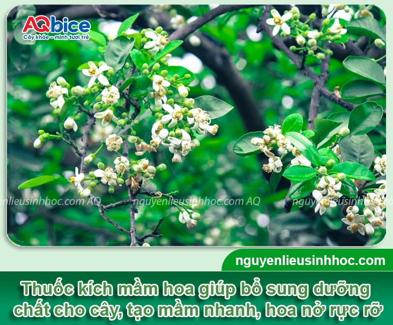 Phy FusaCo + Bloom: Combo kích tạo mầm hoa, phòng ngừa nấm bệnh 5 Combo thuốc kích mầm hoa và phòng trừ nấm bệnh hiệu quả