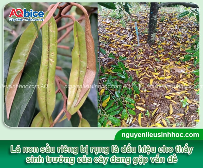 Sầu riêng rụng lá non do đâu và Cách phòng trừ hiệu quả 1 Sầu riêng rụng lá non do đâu và cách phòng trừ hiệu quả