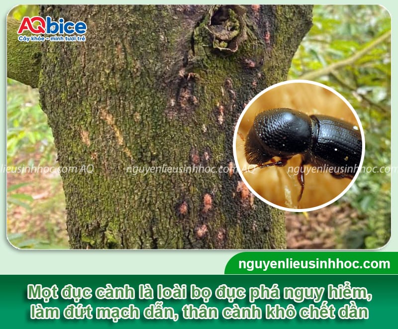 Thuốc đặc trị mọt đục cành: Giải pháp hiệu quả cho cây trồng