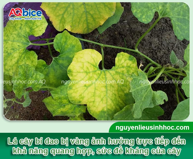 Cây bí đao bị vàng lá nguyên nhân do đâu và Cách phòng trừ 1 Cây bí đao bị vàng lá nguyên nhân do đâu và cách phòng trừ