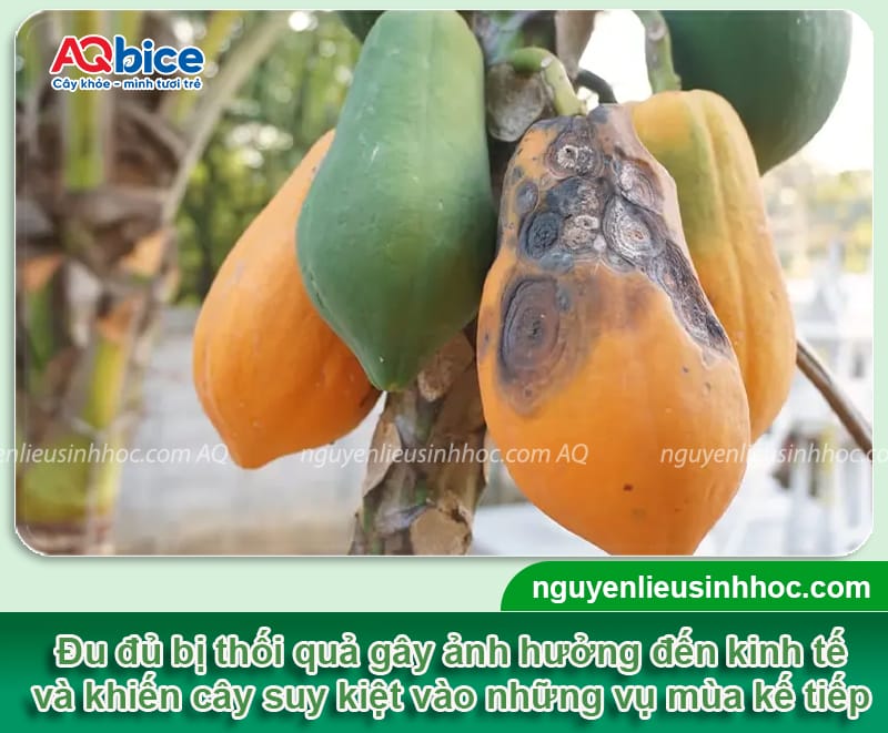 Xử lý đu đủ bị thối quả, giúp trái ra to tròn, bóng đẹp