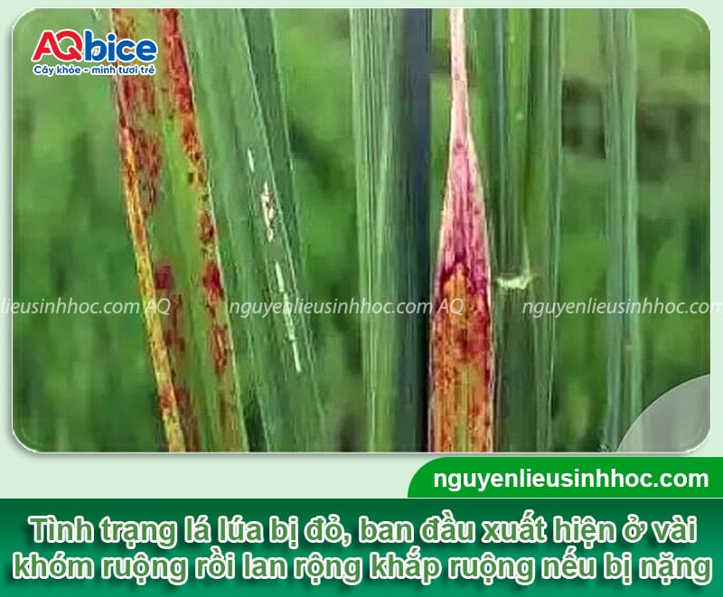 Nguyên nhân lúa bị đỏ lá và cách phòng trừ hiệu quả, an toàn