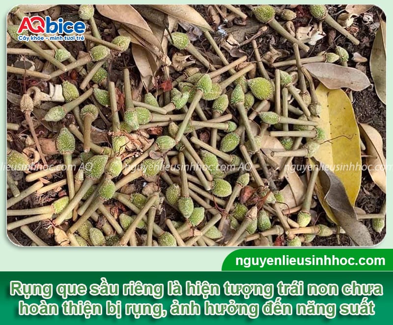 Nguyên nhân rụng que diêm sầu riêng và cách phòng trừ