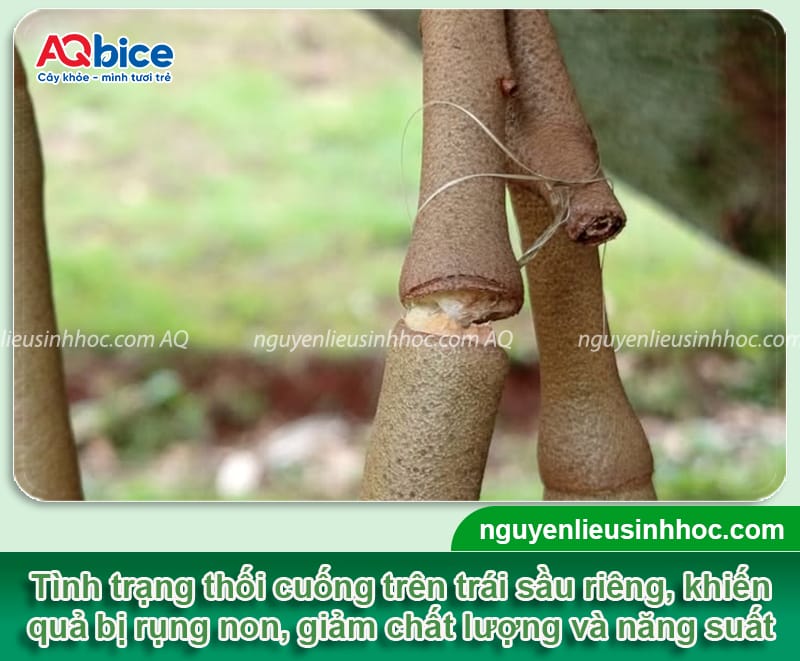 Sầu riêng bị thối cuống: Nguyên nhân chính và cách phòng trừ 1 Sầu riêng bị thối cuống: Nguyên nhân chính và cách phòng trừ