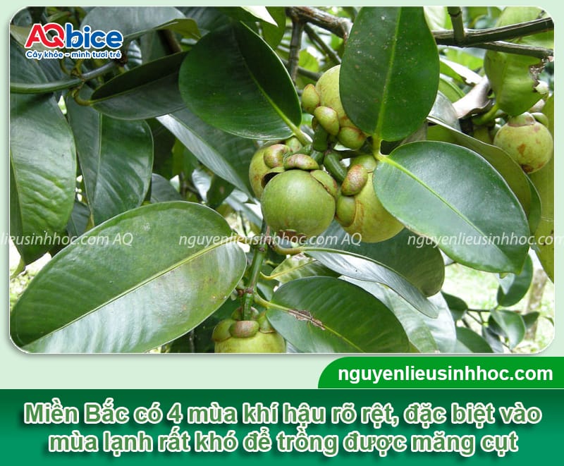 Cây măng cụt có trồng được ở miền Bắc không? Kinh nghiệm trồng 1 Cây măng cụt có trồng được ở miền Bắc không? Kinh nghiệm trồng thành công