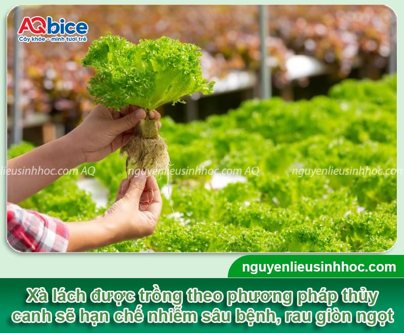 Trồng xà lách thủy canh đúng kỹ thuật, nhanh thu hoạch 1 Trồng xà lách thủy canh đúng kỹ thuật, nhanh thu hoạch