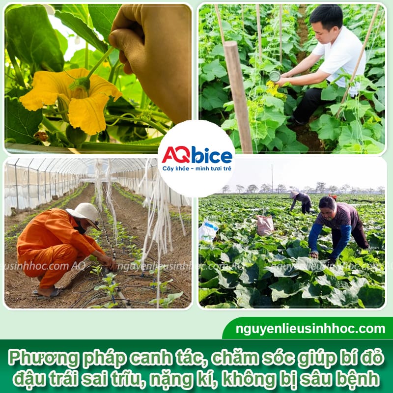 Bí đỏ bị rụng trái non do đâu và Cách khắc phục hiệu quả